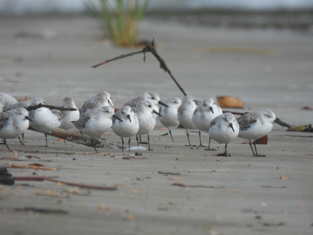 Sanderling - ML615900638