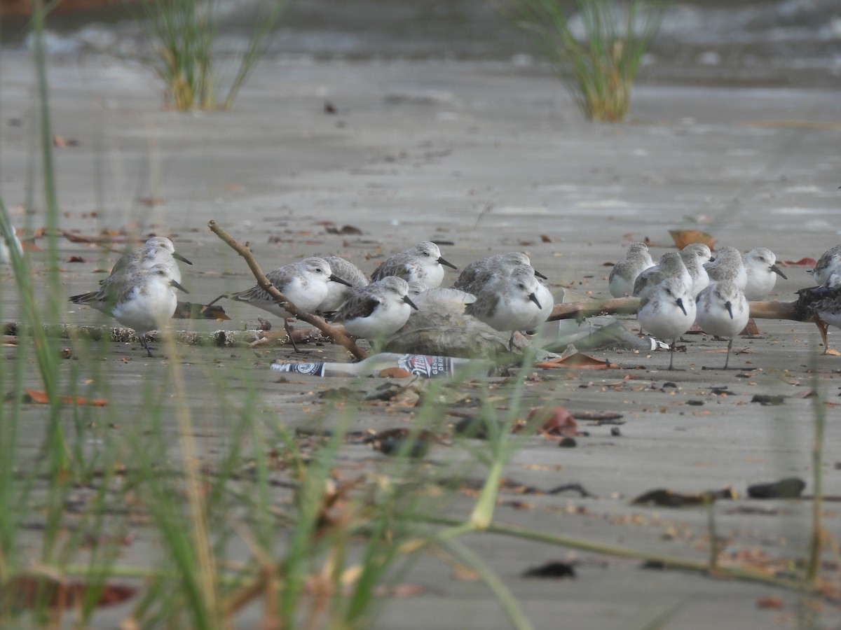 Sanderling - ML615900639