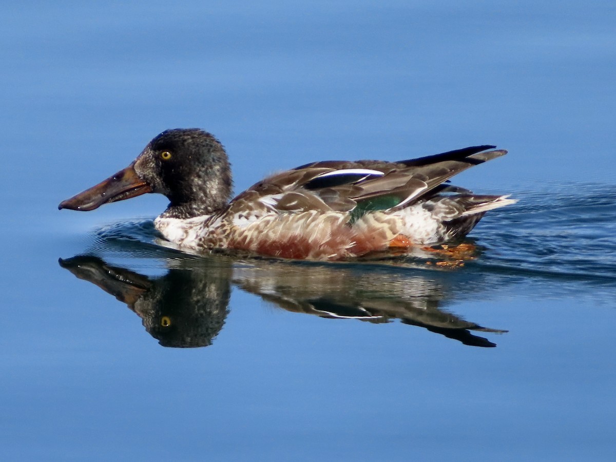 Northern Shoveler - ML615900649