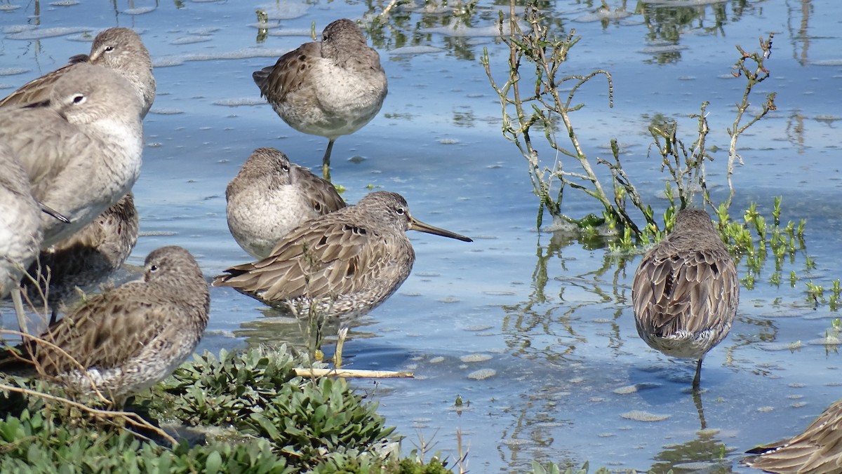 Long-billed Dowitcher - ML615900652