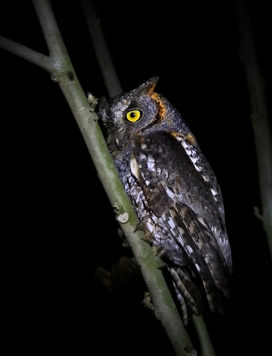 Oriental Scops-Owl - ML615900662