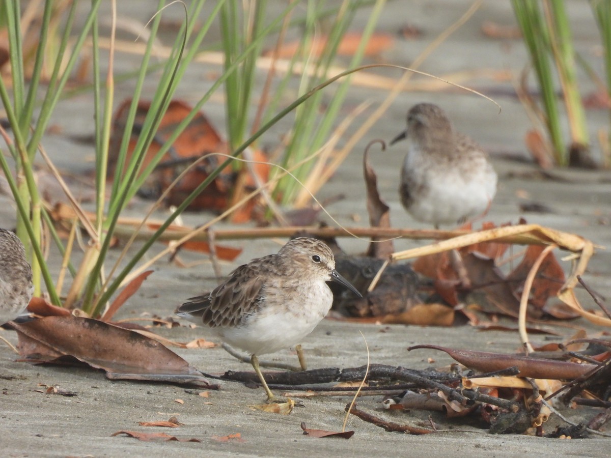 Least Sandpiper - ML615900675