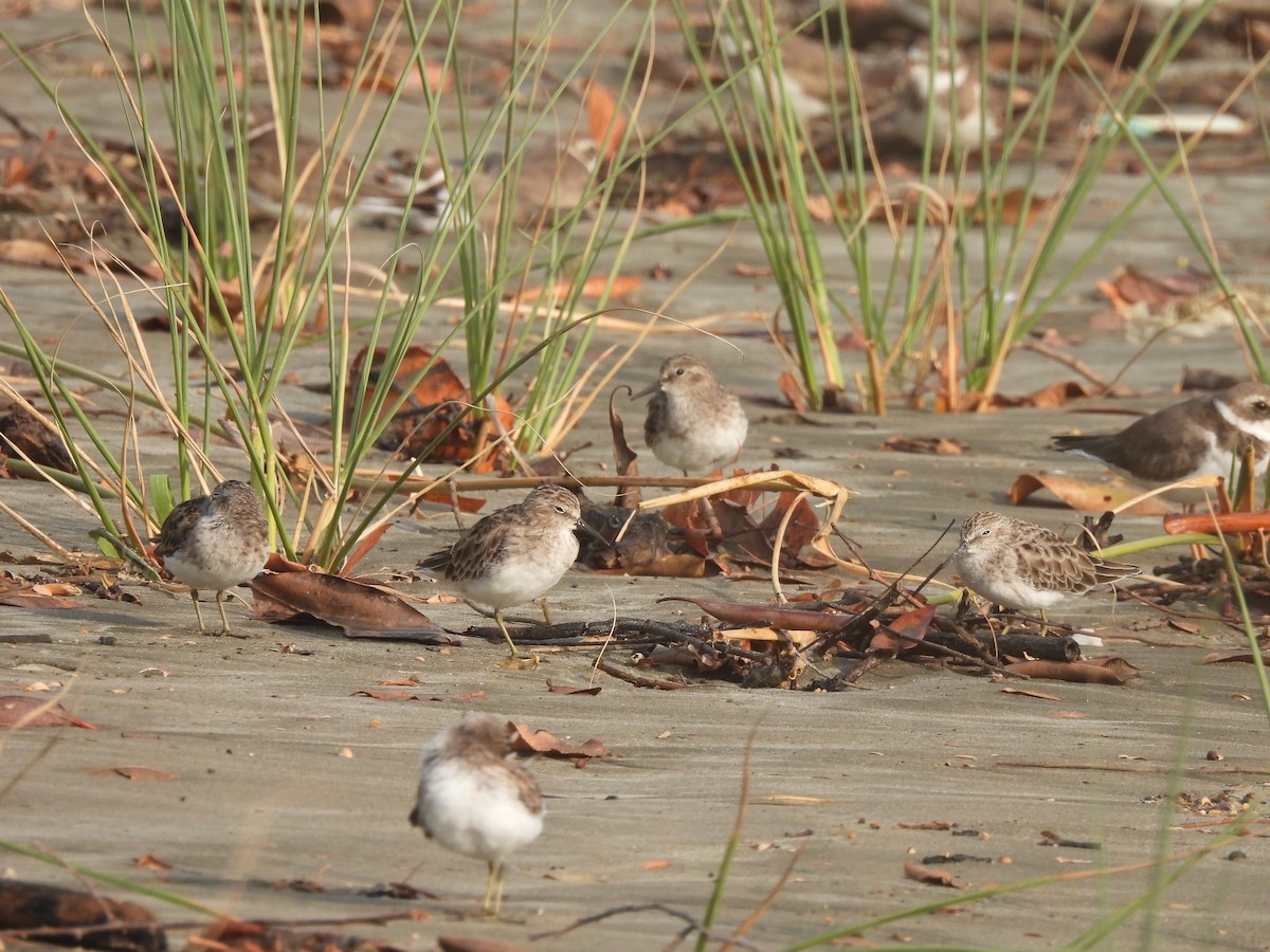 Least Sandpiper - ML615900676