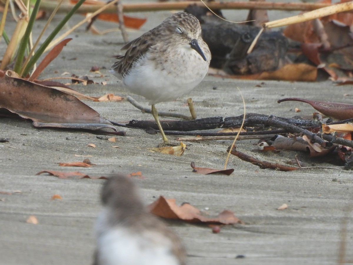 Least Sandpiper - ML615900679