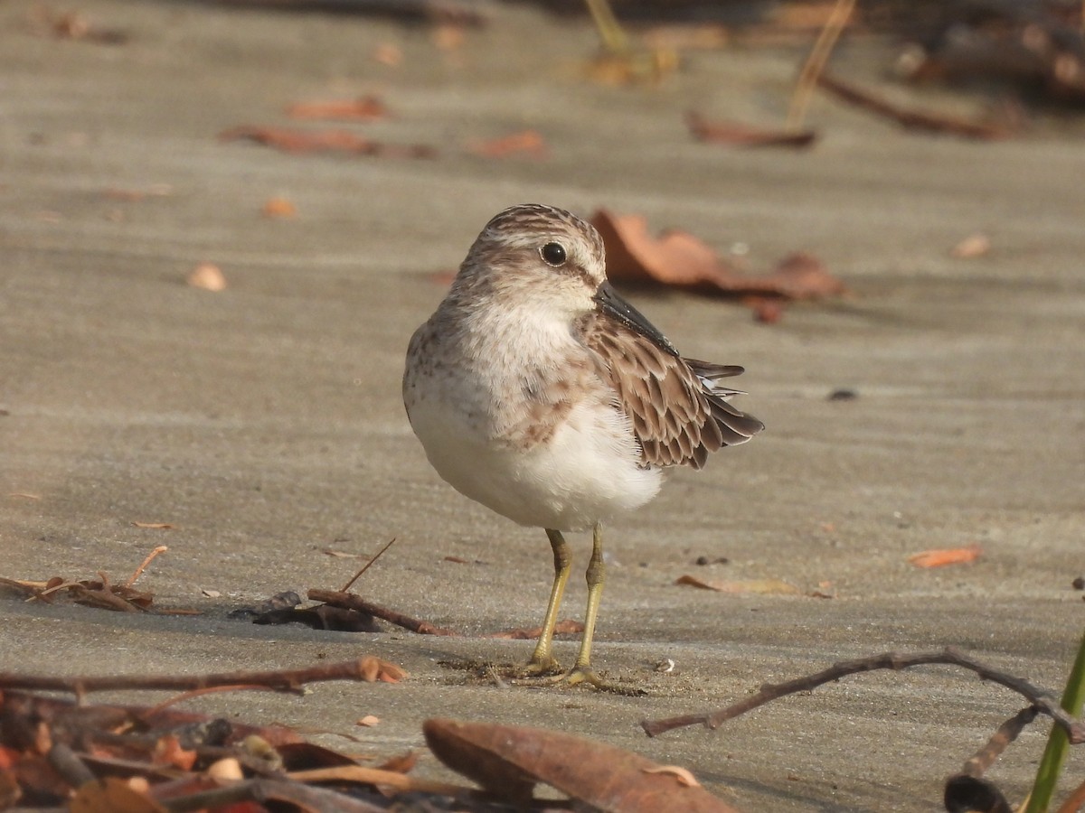 Least Sandpiper - ML615900682