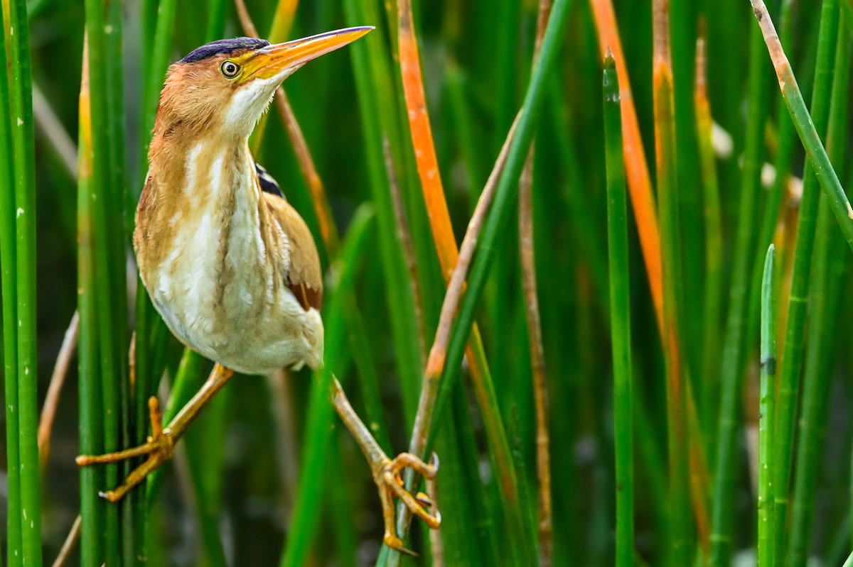 Least Bittern - Nathanial O’Connell