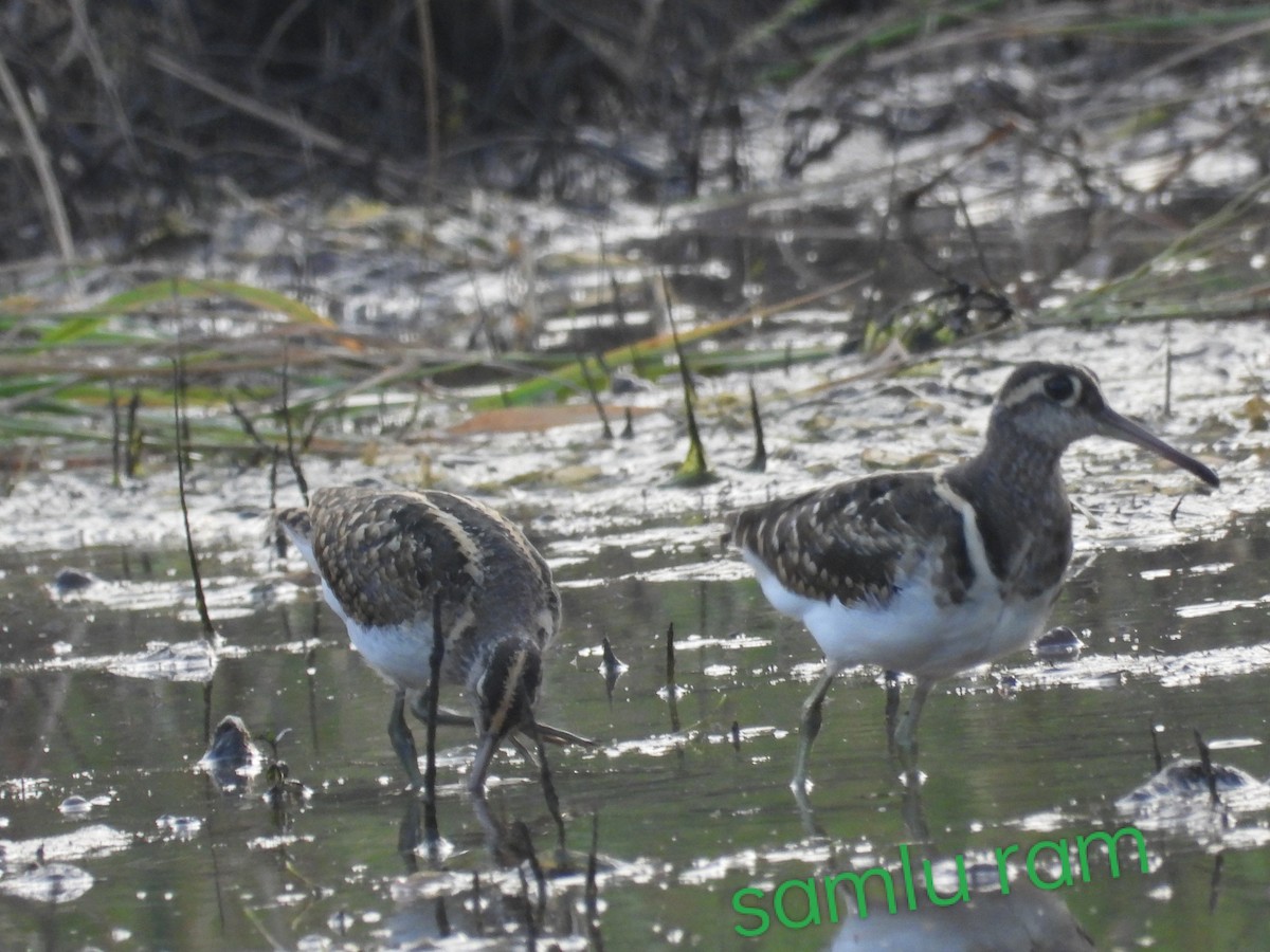 Greater Painted-Snipe - ML615900764