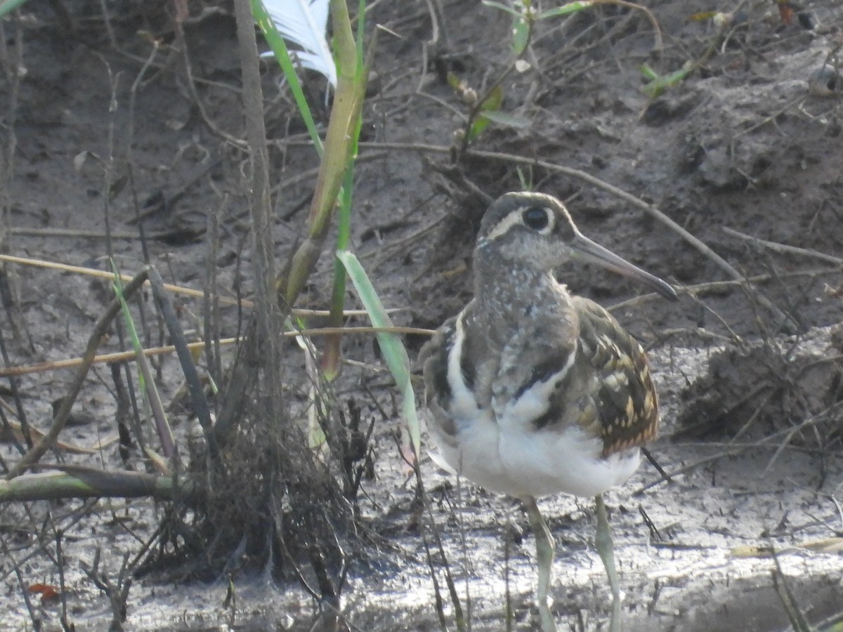 Greater Painted-Snipe - ML615900765