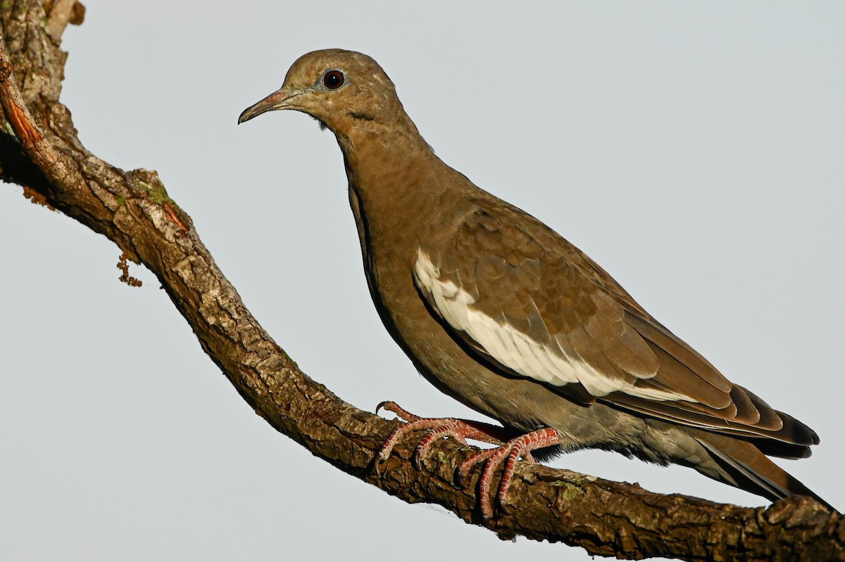 White-winged Dove - Nathanial O’Connell