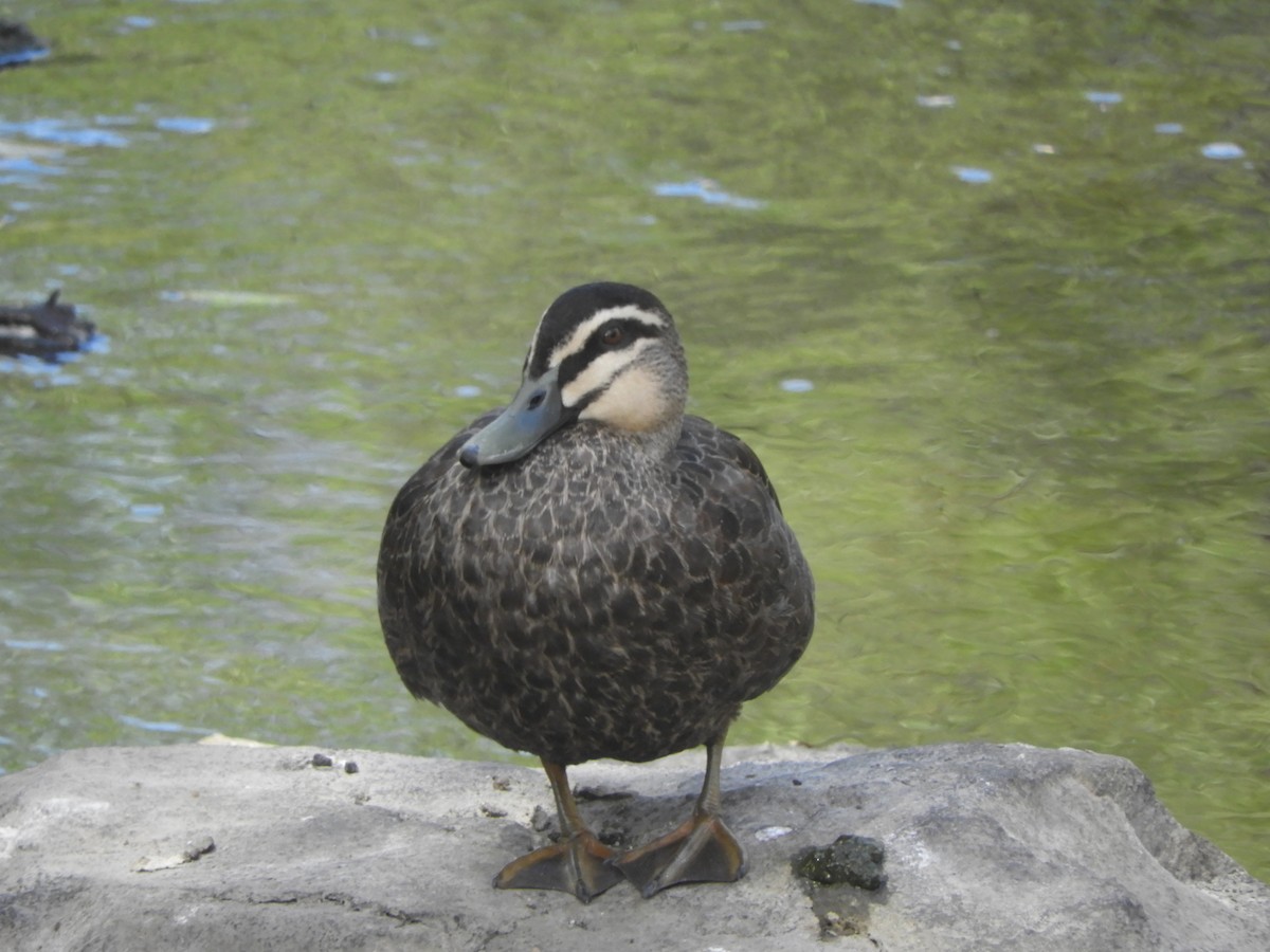 Pacific Black Duck - Charles Silveira