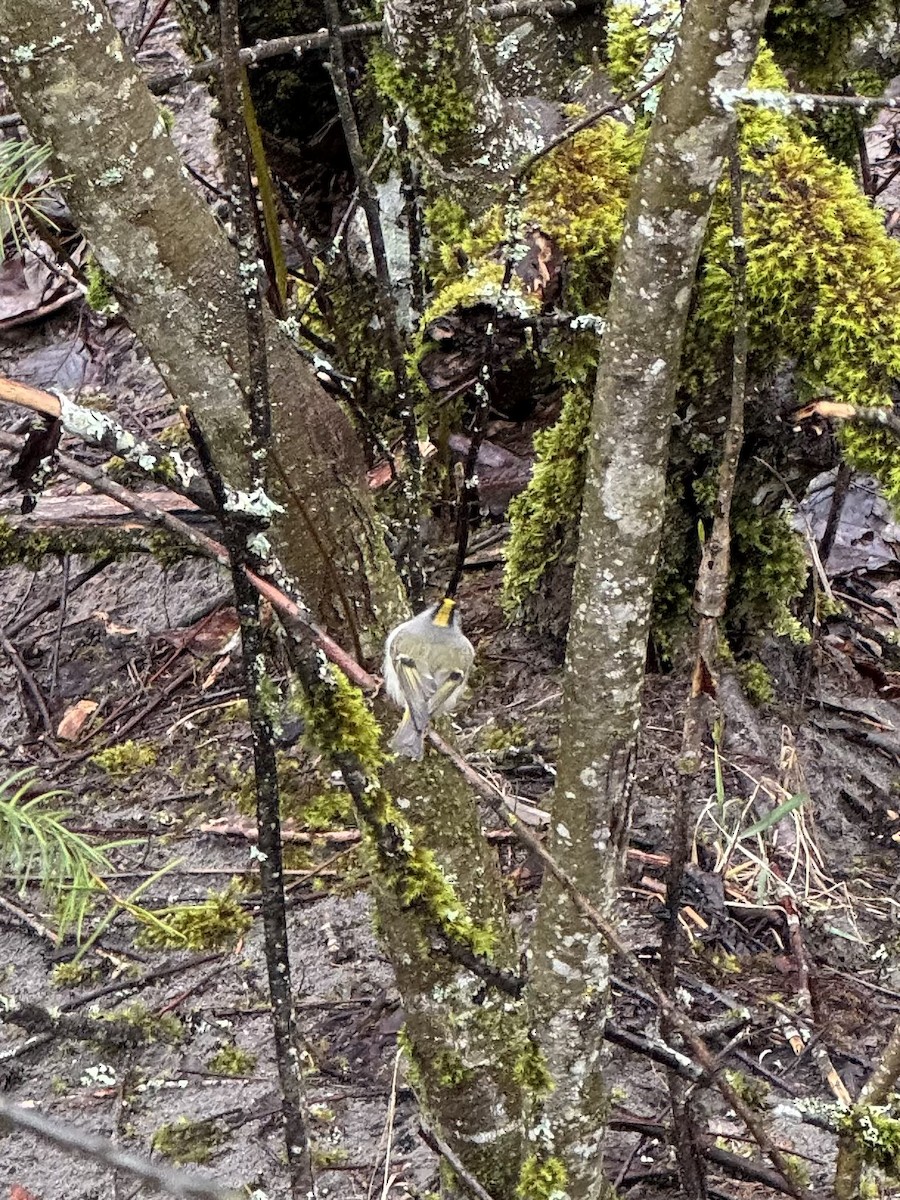 Golden-crowned Kinglet - ML615900948