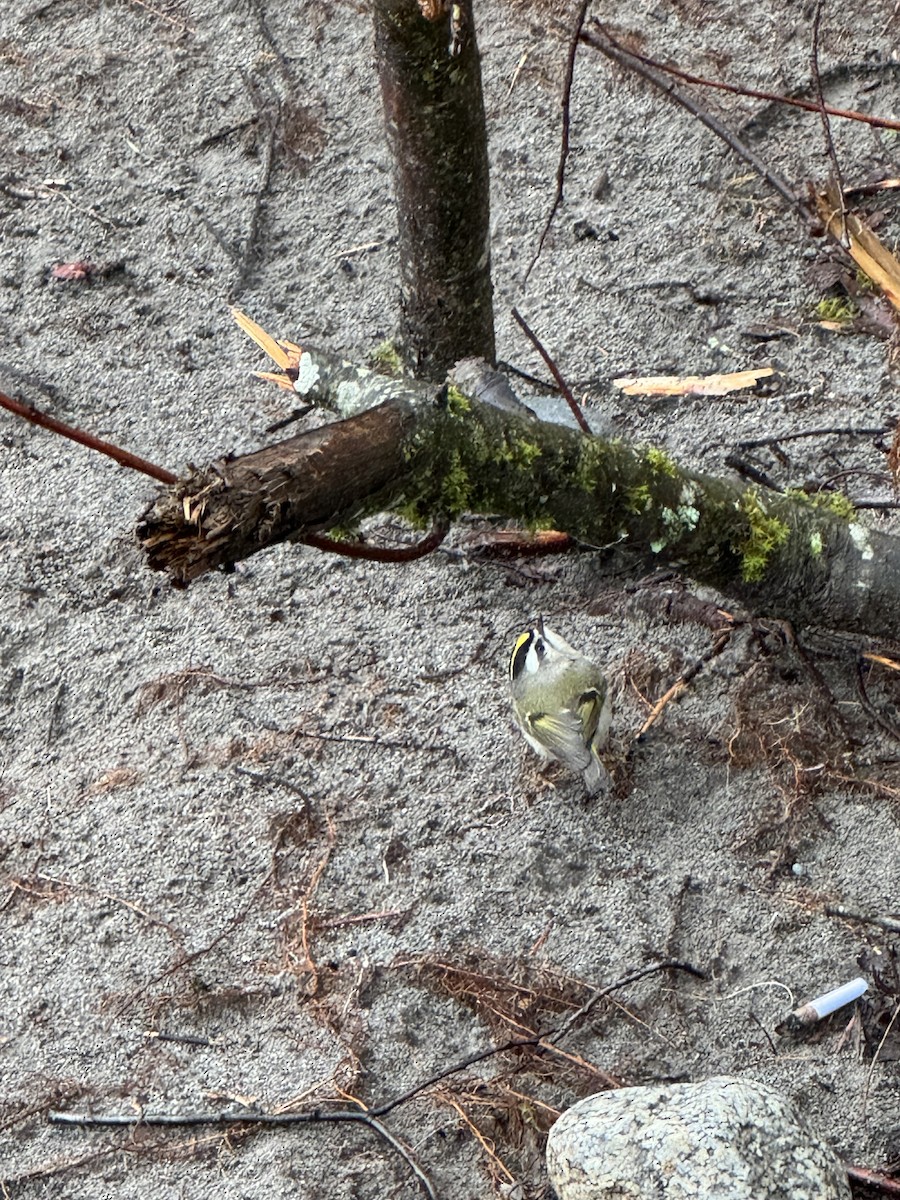 Golden-crowned Kinglet - ML615900950