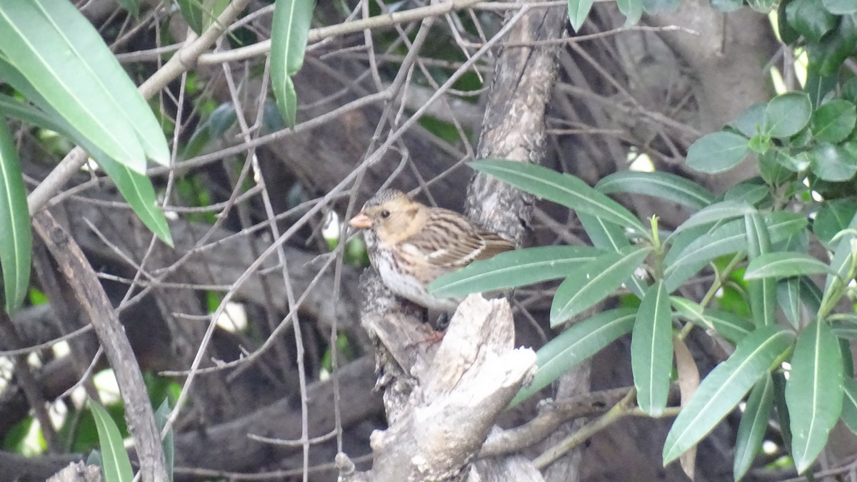 Harris's Sparrow - Hoatzin Aname