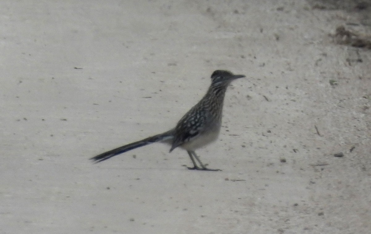 Greater Roadrunner - Fernando Angulo - CORBIDI