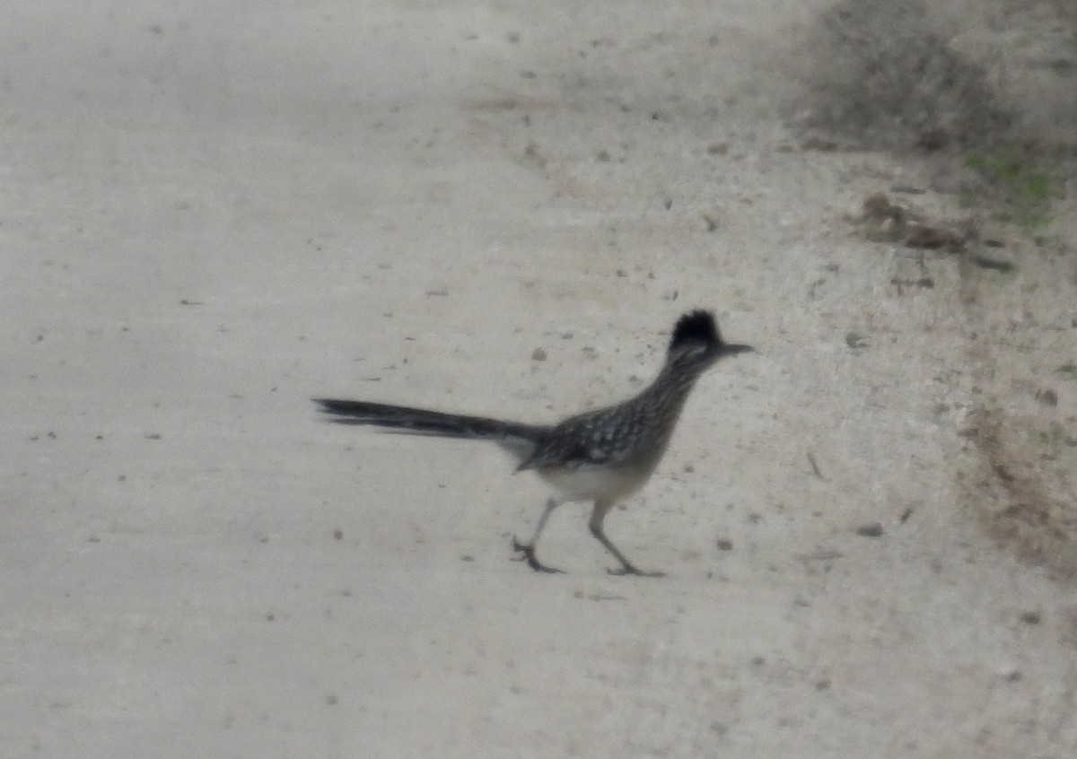 Greater Roadrunner - Fernando Angulo - CORBIDI