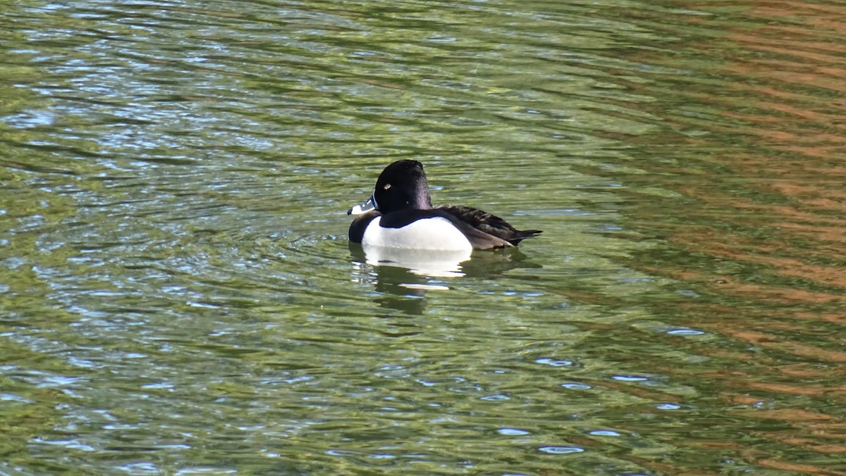 Ring-necked Duck - ML615901029