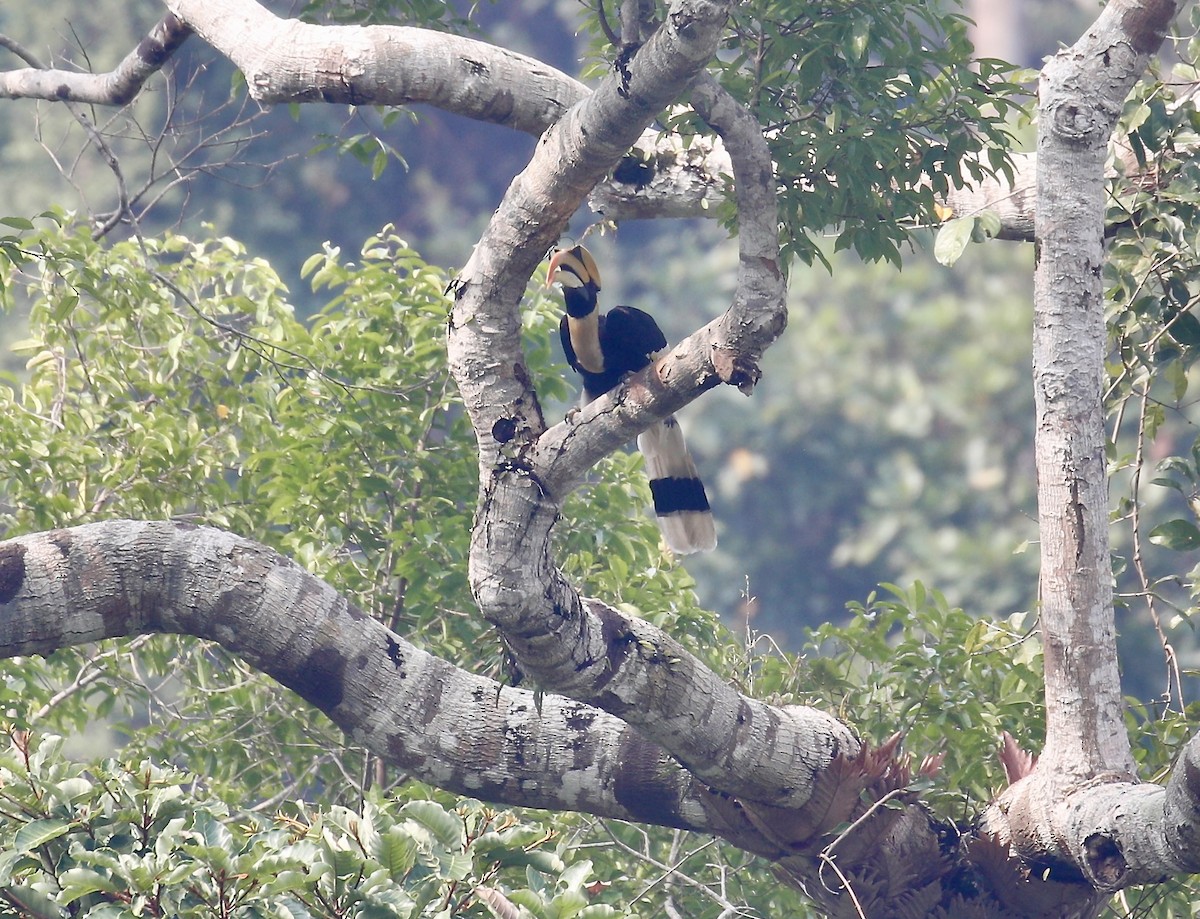 Great Hornbill - Mark  Hogarth