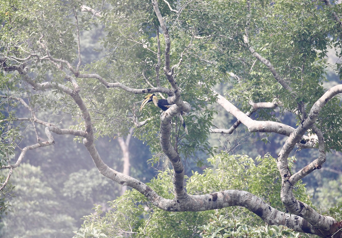 Great Hornbill - Mark  Hogarth