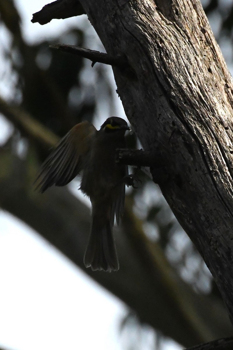 Yellow-faced Honeyeater - ML615901081