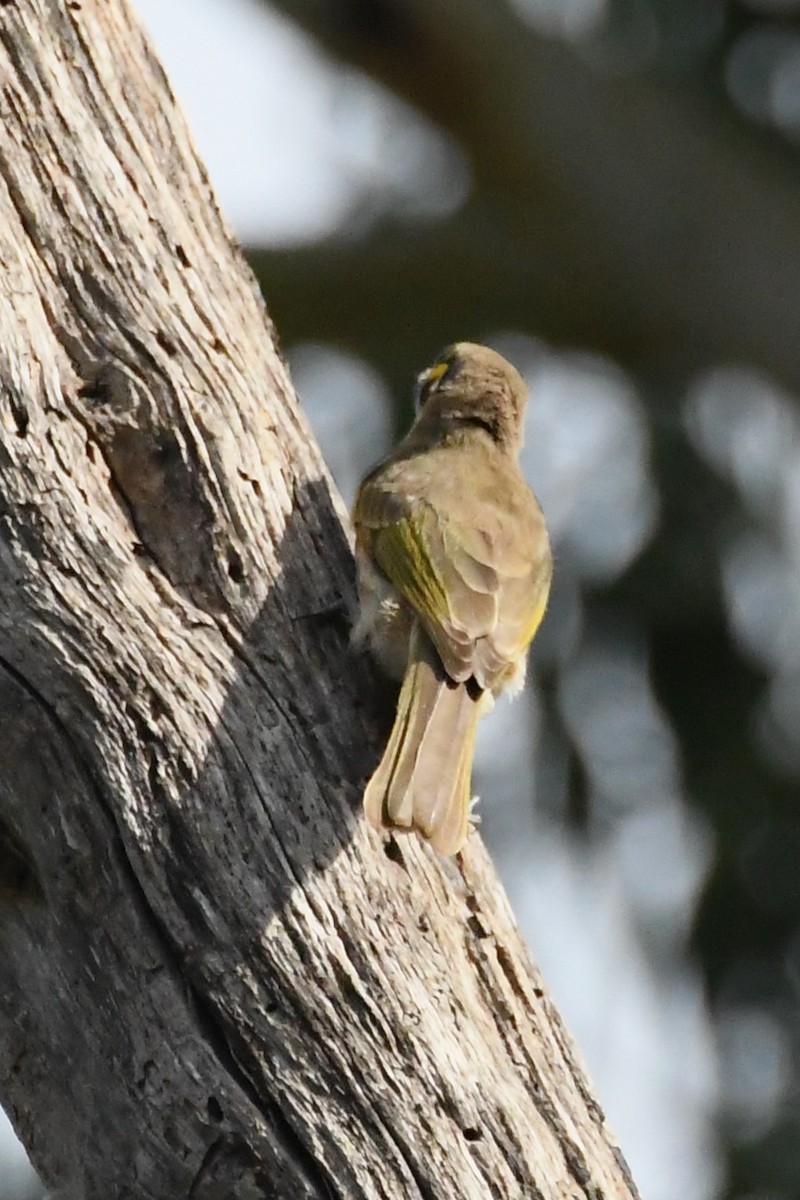 Yellow-faced Honeyeater - ML615901083