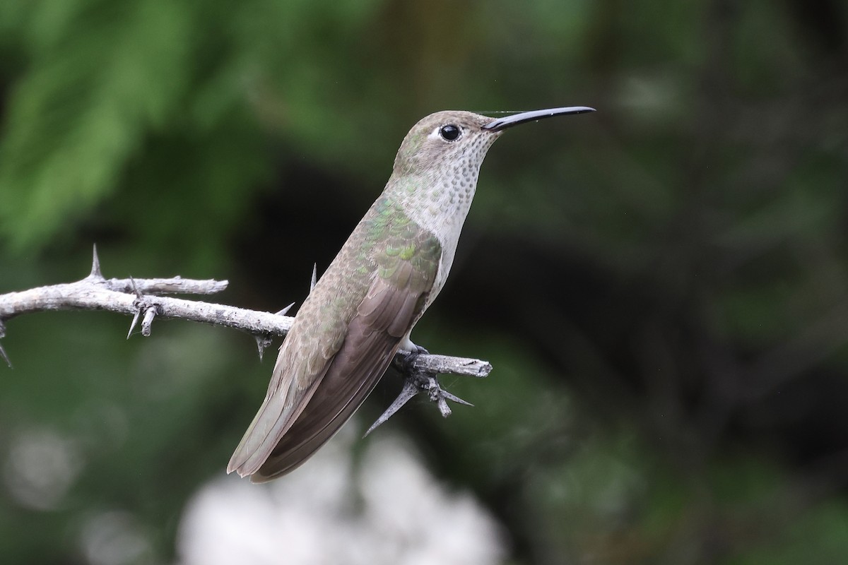 Colibrí de Taczanowski - ML615901090