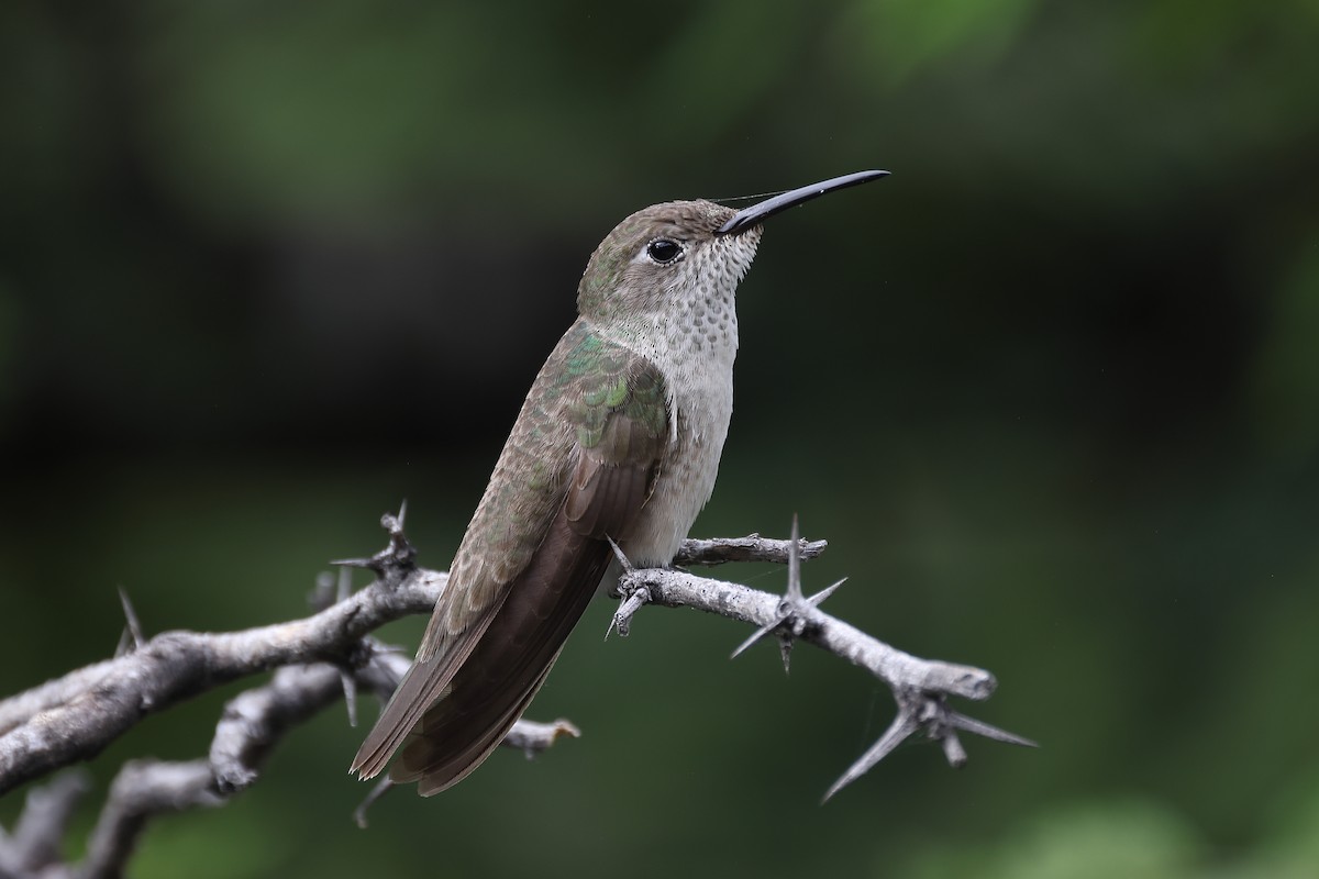 Spot-throated Hummingbird - Manuel Roncal