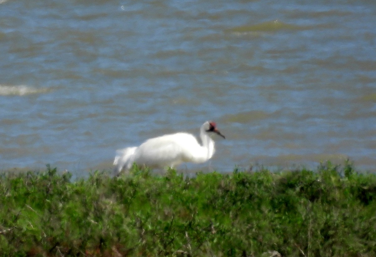 Whooping Crane - ML615901107