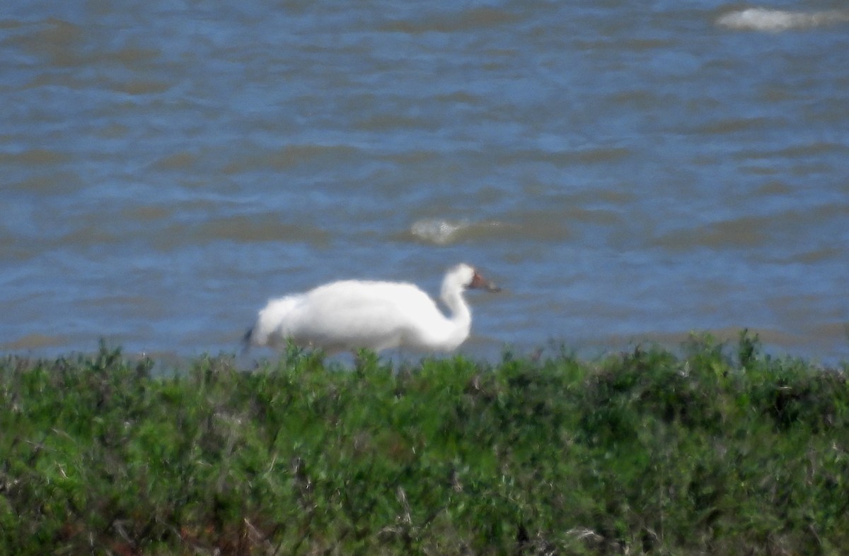 Whooping Crane - ML615901108