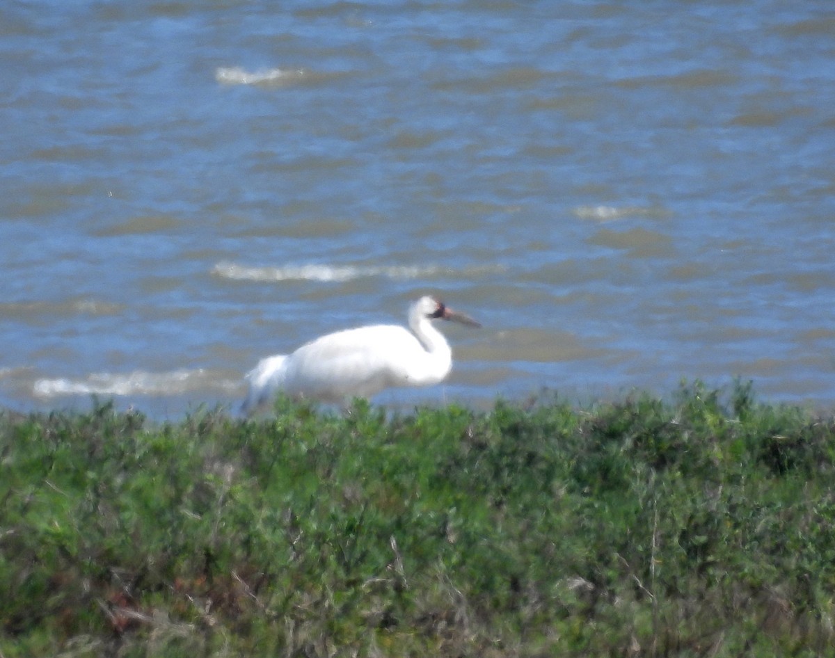 Whooping Crane - ML615901109