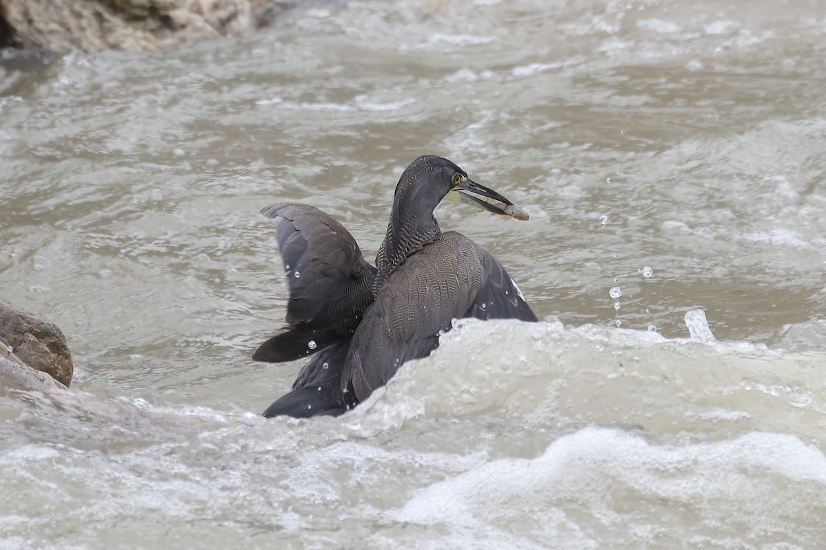 Fasciated Tiger-Heron - ML615901111