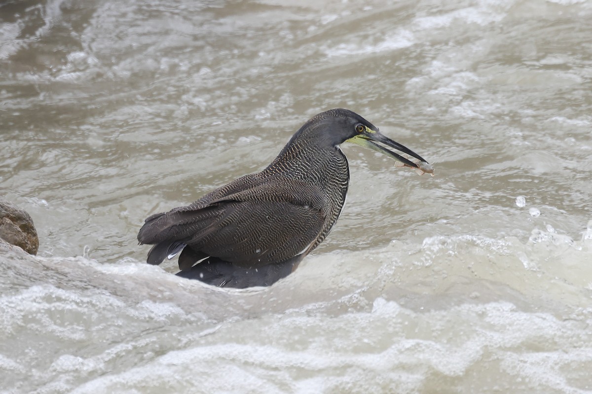 Fasciated Tiger-Heron - ML615901112