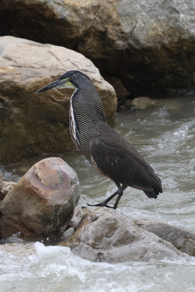 Fasciated Tiger-Heron - Manuel Roncal