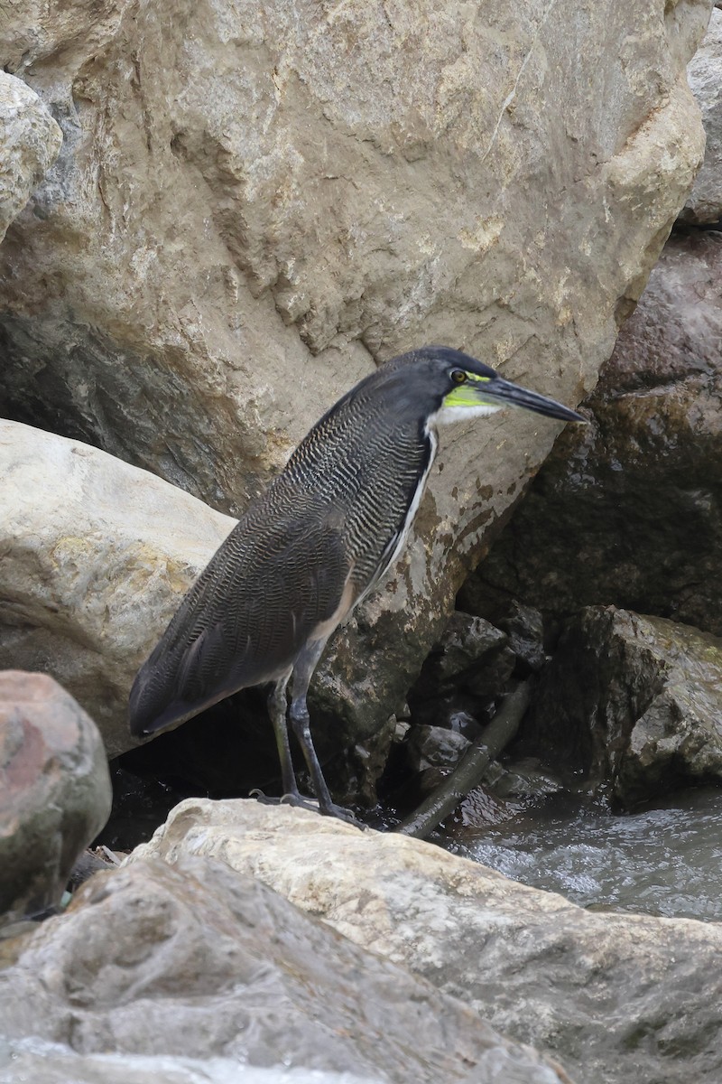 Fasciated Tiger-Heron - Manuel Roncal