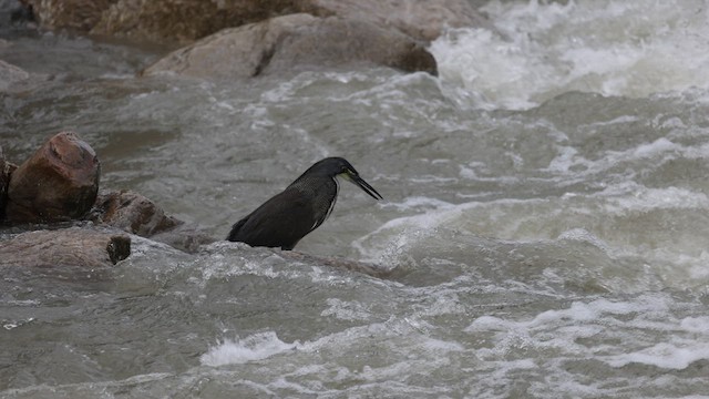 Fasciated Tiger-Heron - ML615901122