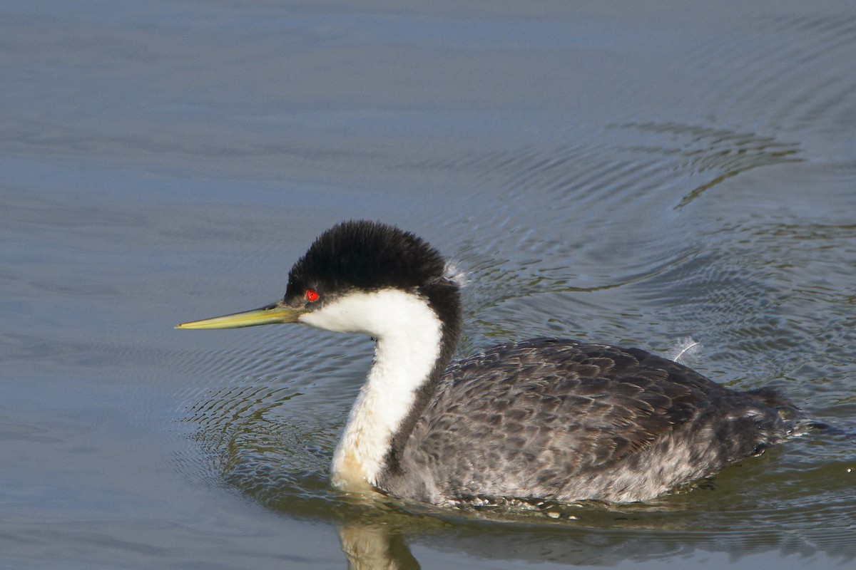 Western Grebe - Susanne Meyer