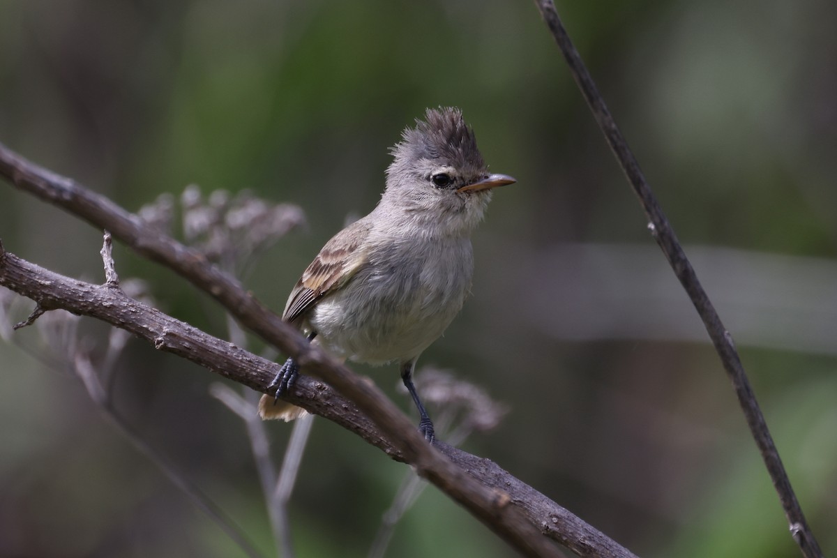 Southern Beardless-Tyrannulet - ML615901170