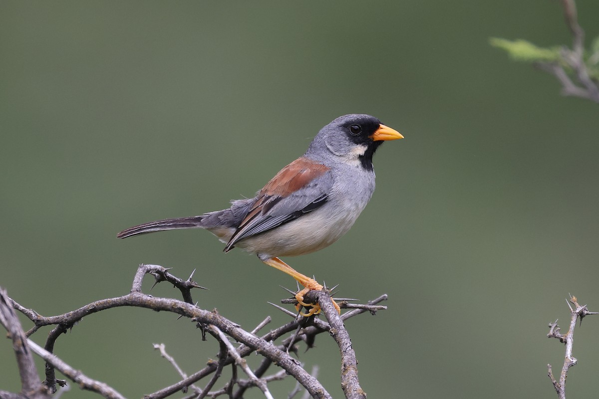 Buff-bridled Inca-Finch - Manuel Roncal