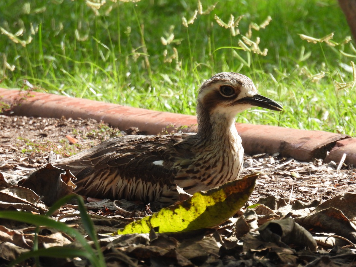 Bush Thick-knee - ML615901201