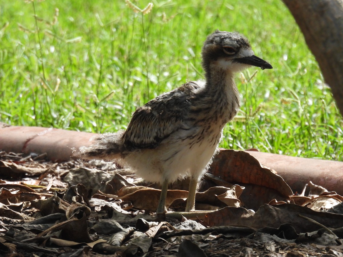 Bush Thick-knee - ML615901202