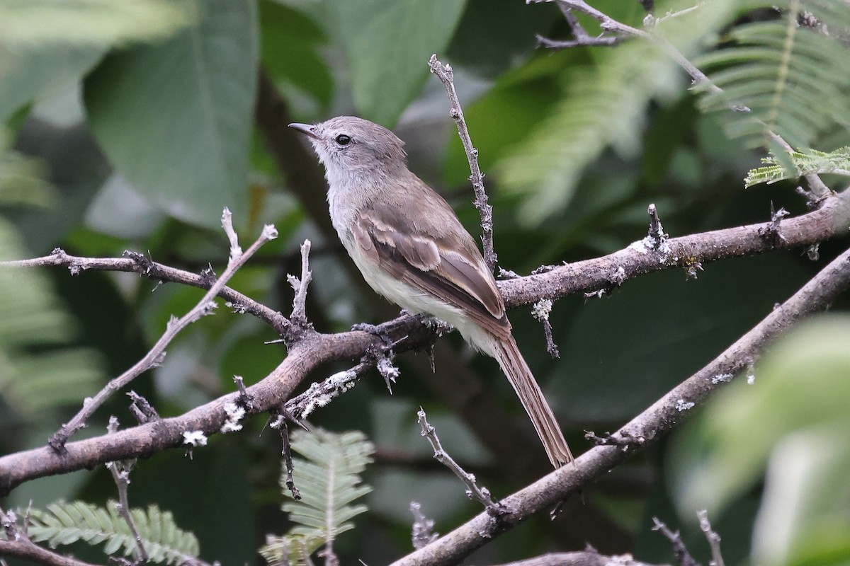 Marañon Tyrannulet - ML615901217