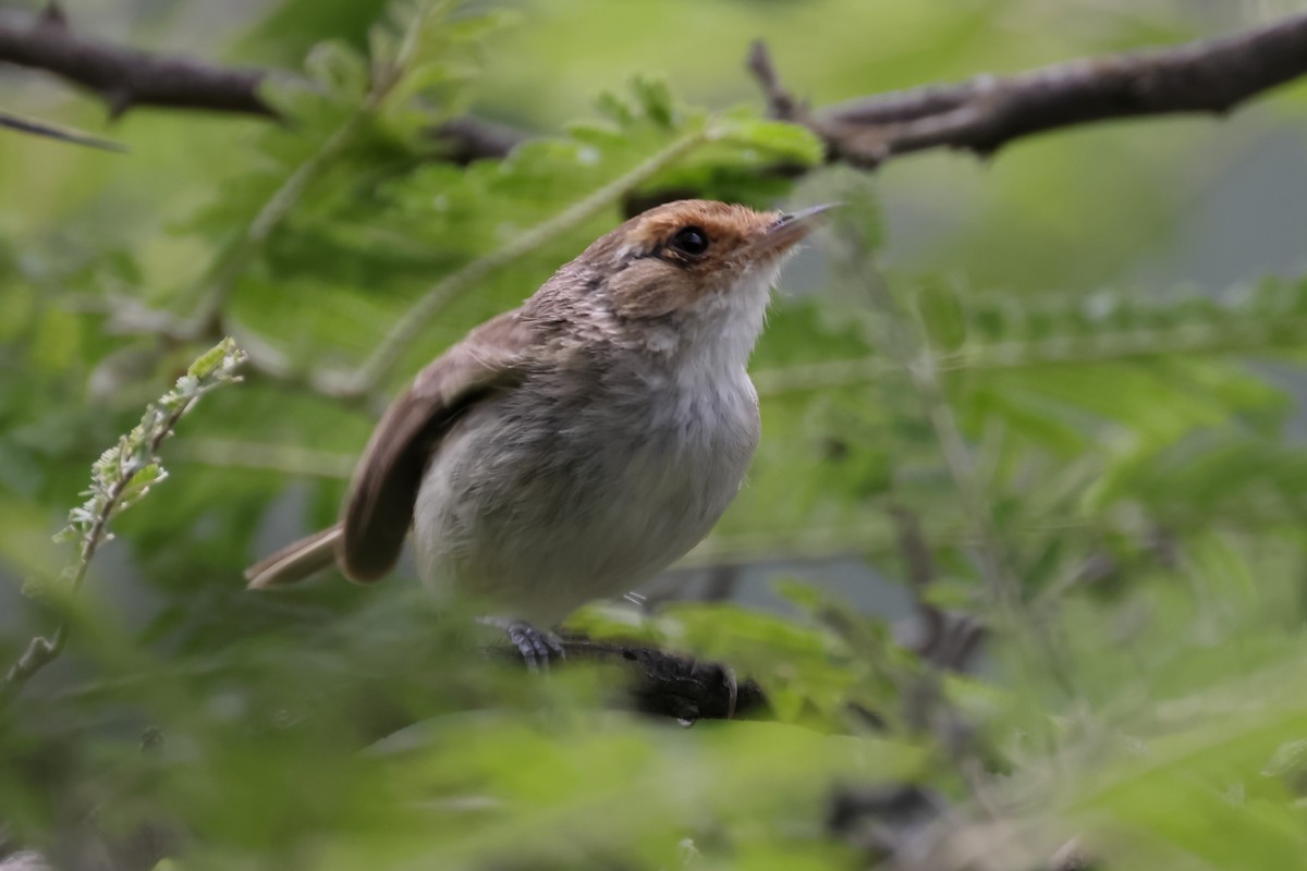 Fulvous-faced Scrub-Tyrant - ML615901229