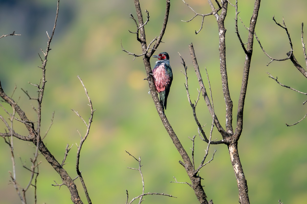 Lewis's Woodpecker - ML615901257