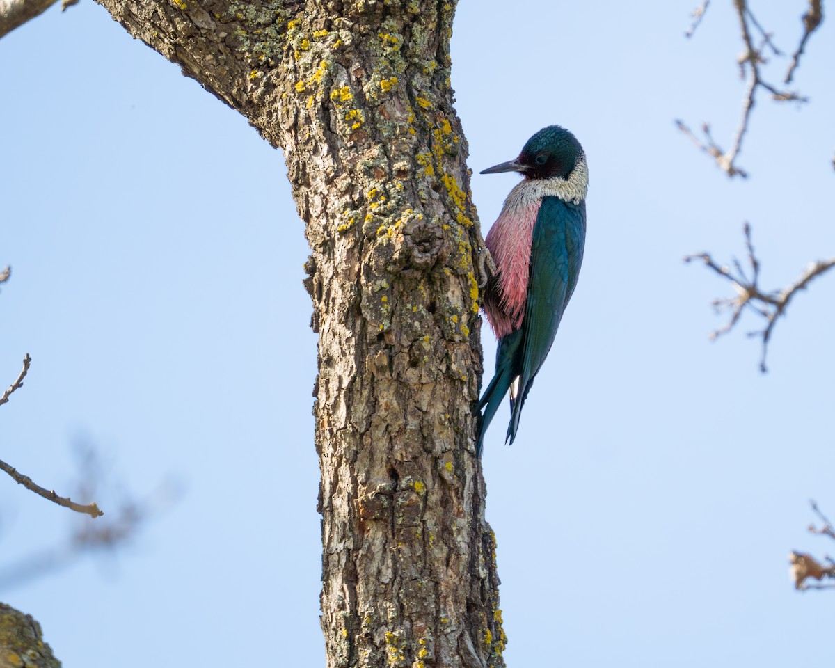 Lewis's Woodpecker - ML615901258