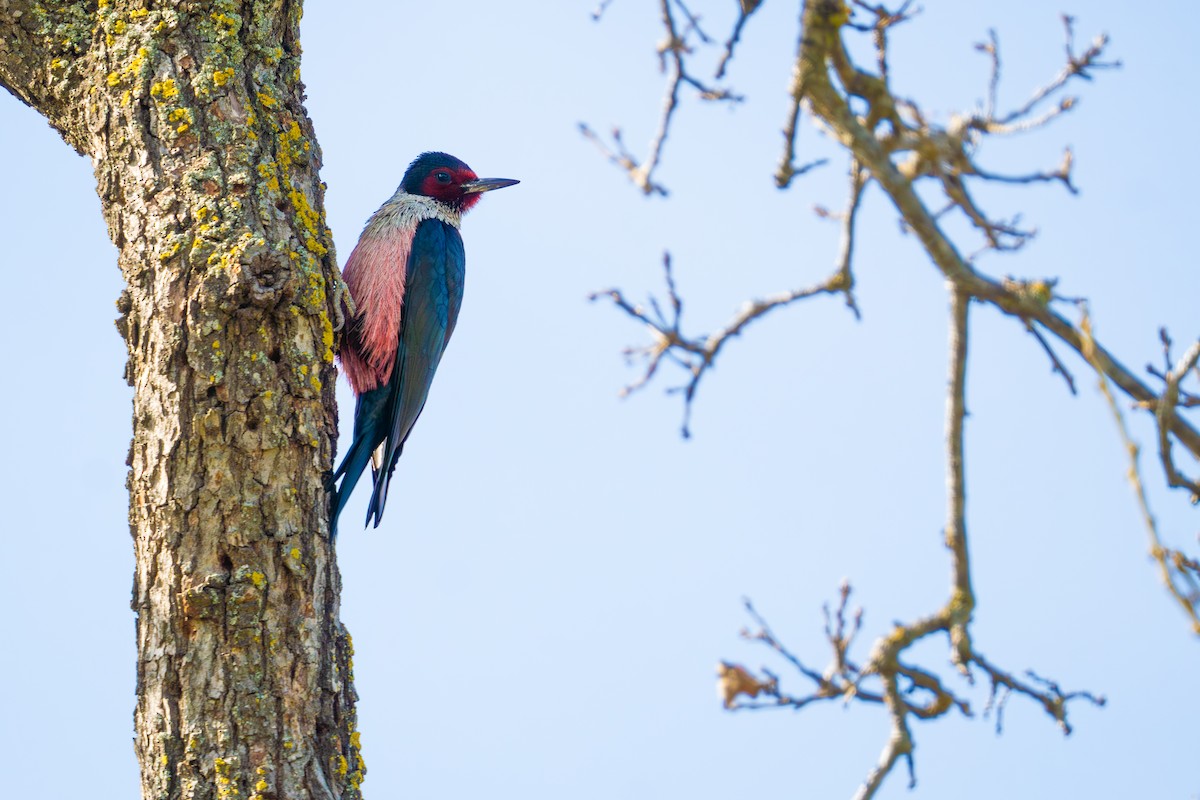 Lewis's Woodpecker - ML615901260