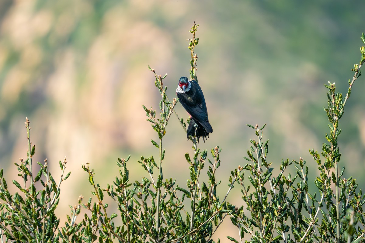 Lewis's Woodpecker - ML615901261