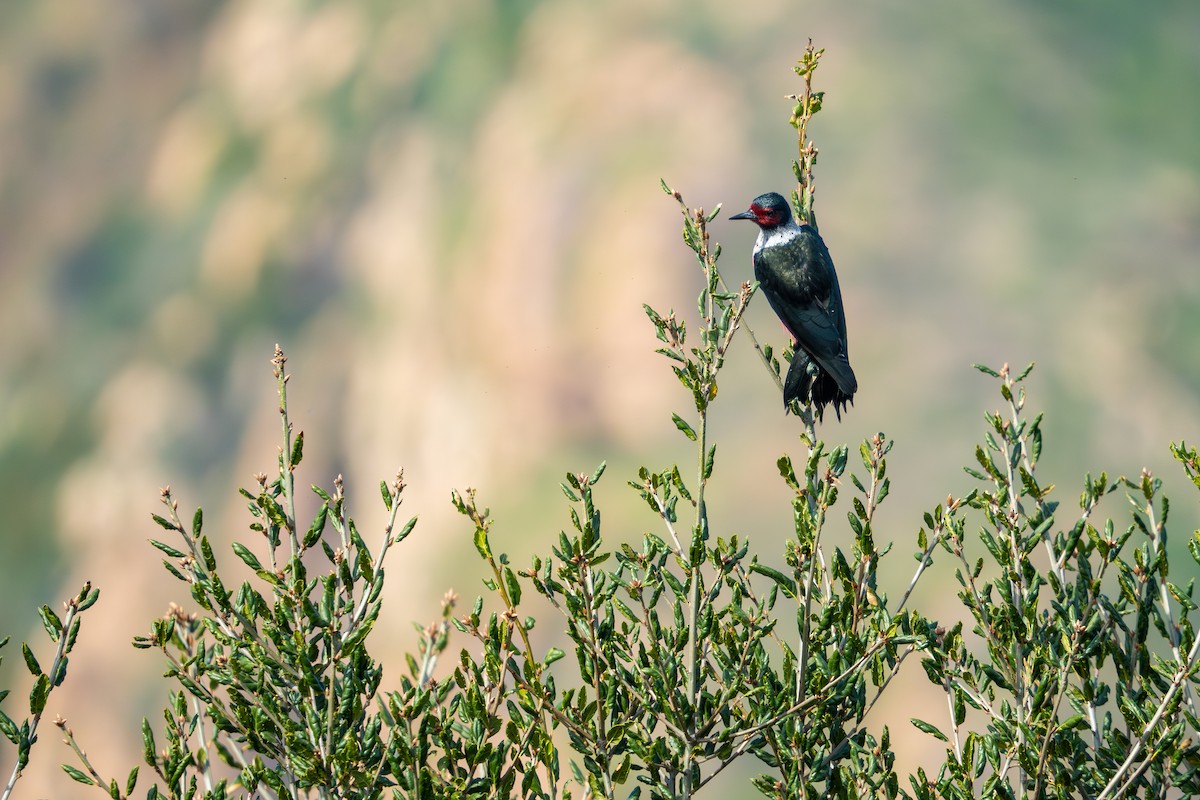 Lewis's Woodpecker - ML615901262