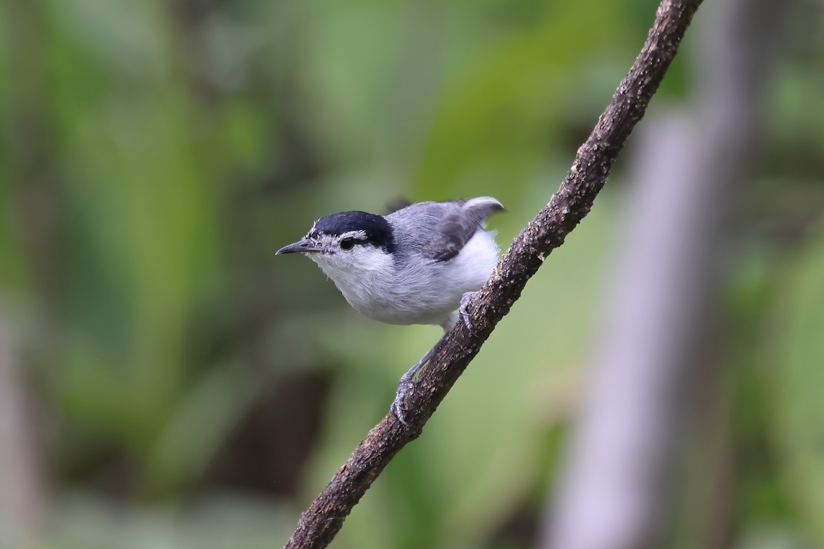 Tropical Gnatcatcher - ML615901280