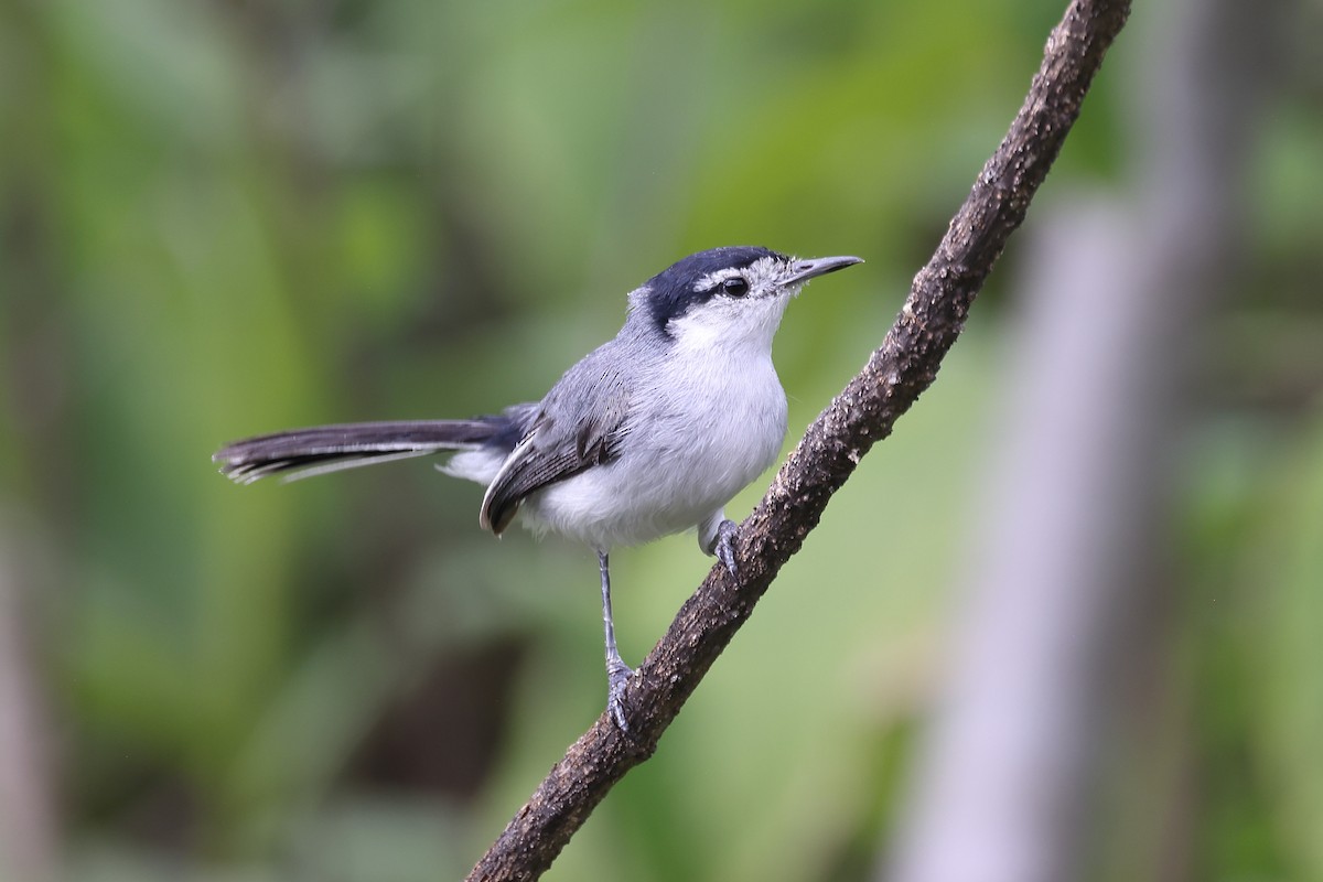 Tropical Gnatcatcher - ML615901281