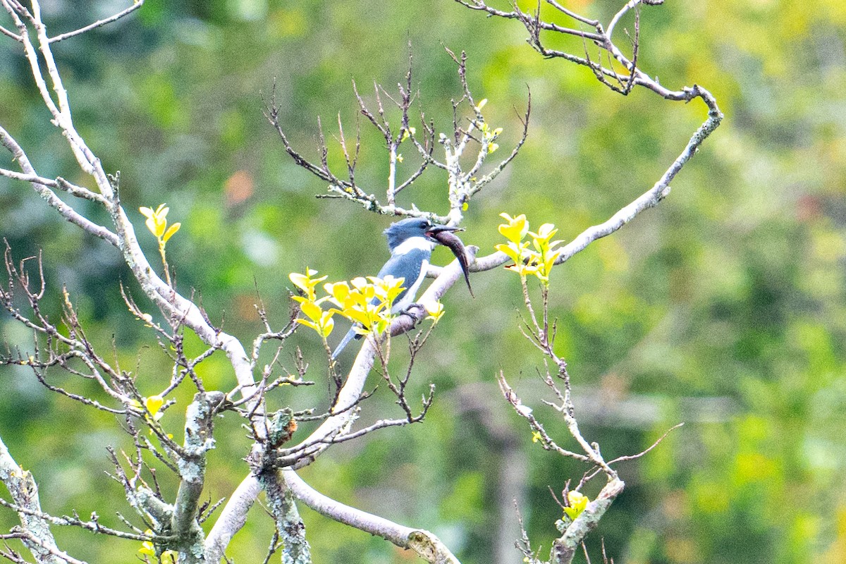 Belted Kingfisher - ML615901297