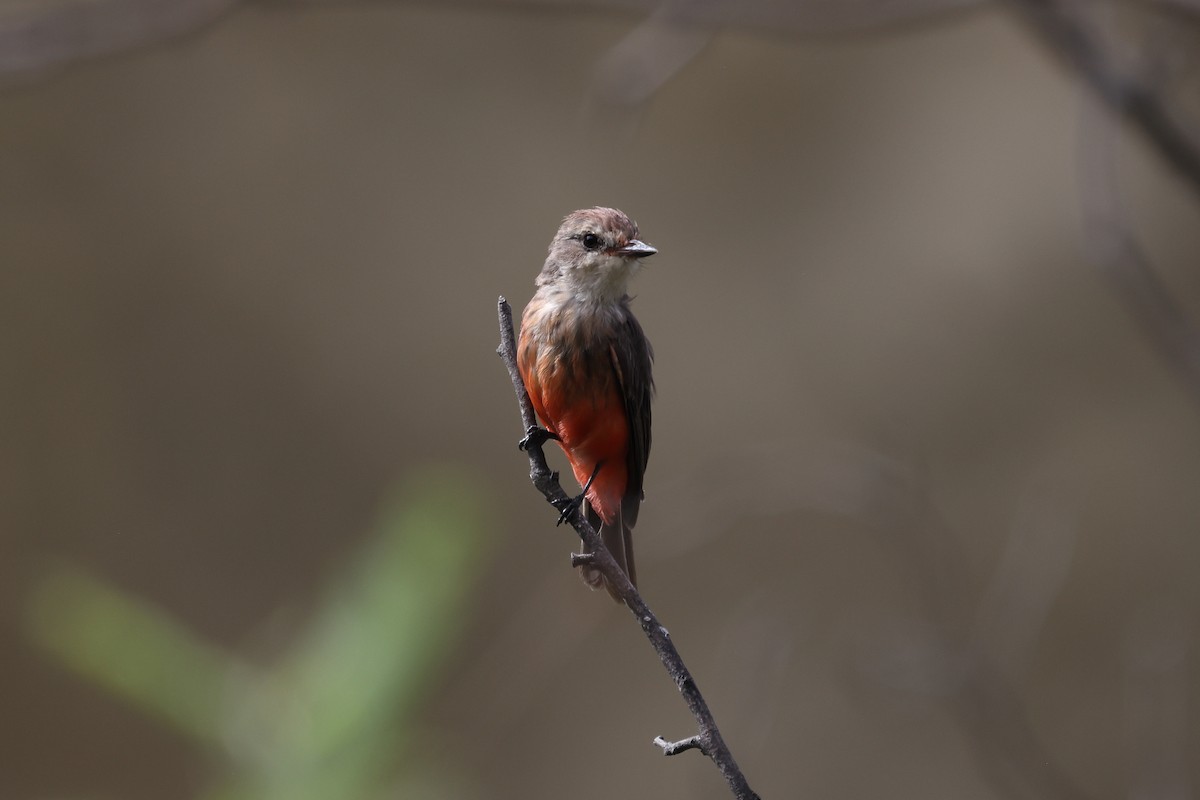 Vermilion Flycatcher - ML615901315